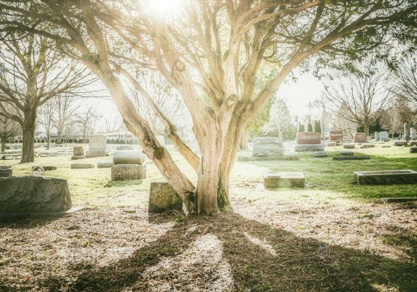 قبرستان و درخت نورانی