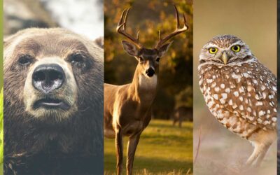 تاثیر حیوانات بر سرنوشت ما