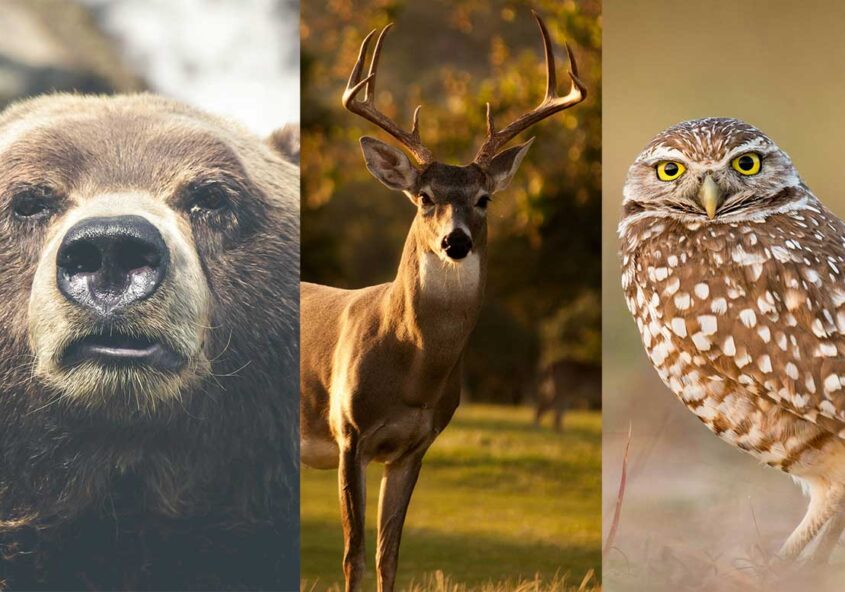 تاثیر حیوانات بر سرنوشت ما